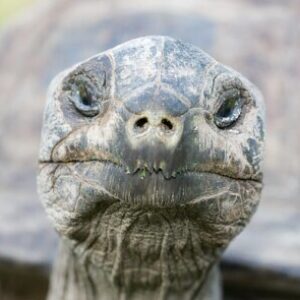 Profile photo of Ertic87
